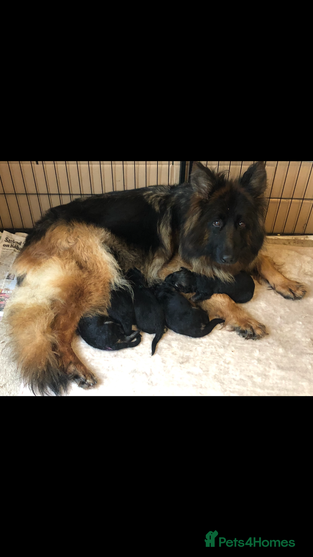 German Shepherd dogs for sale:  kc health tested long haired German shepherd pups - Image 14