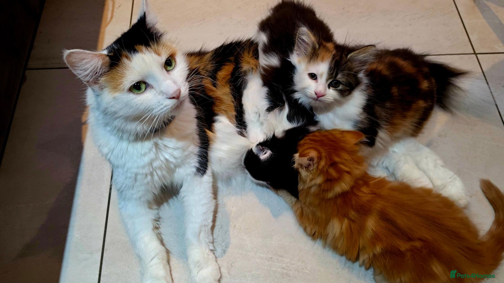 Mixed Breed cats for sale: 3 Beautiful Fluffy Kittens Looking for Homes - Advert 1