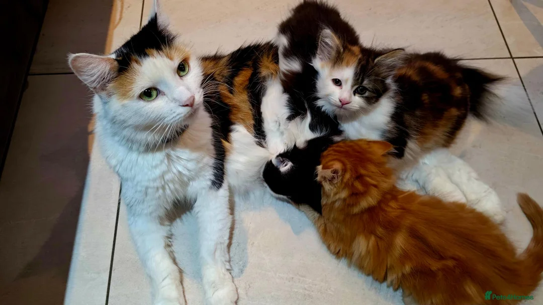 Mixed Breed cats for sale: 3 Beautiful Fluffy Kittens Looking for Homes - Advert 1
