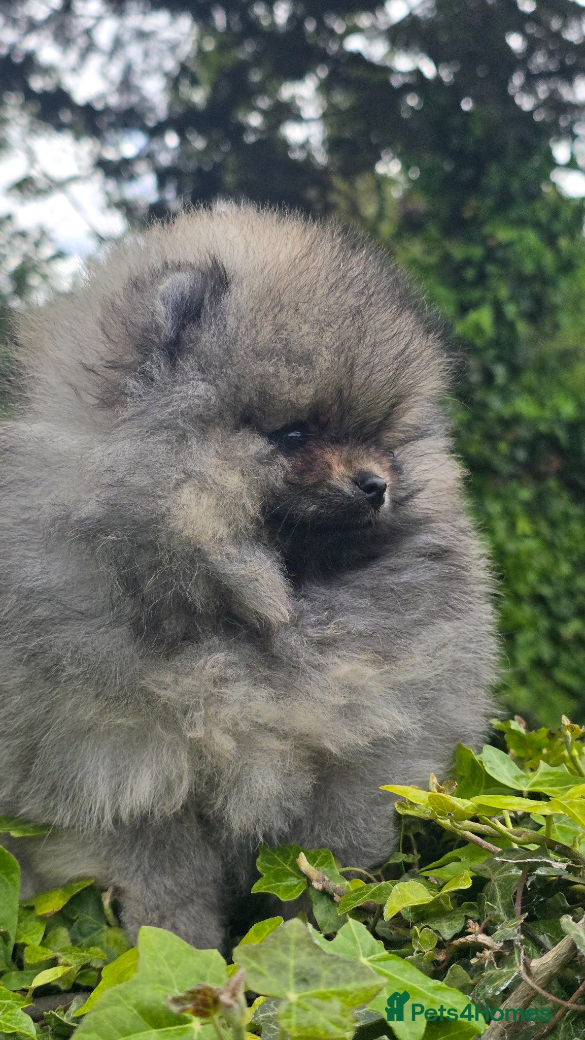 Pomeranian dogs *Beautiful pedegree pomeranian pups* - Advert 17