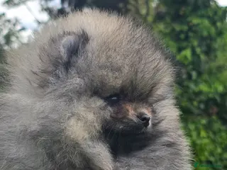 Pomeranian dogs *Beautiful pedegree pomeranian pups* - Advert 17