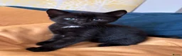 Mixed Breed cats for sale: Friendly Kittens - Advert 1