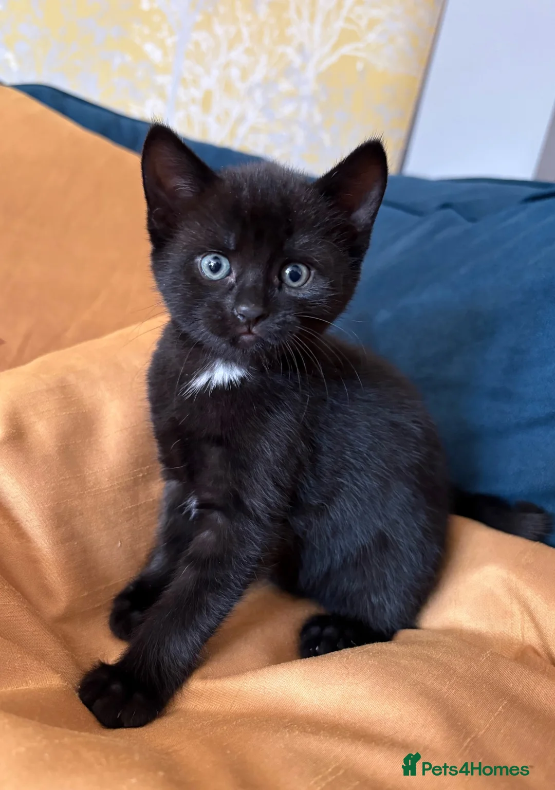 Mixed Breed cats for sale: Friendly Kittens - Advert 1