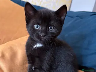 Mixed Breed cats Friendly Kittens - Advert 1