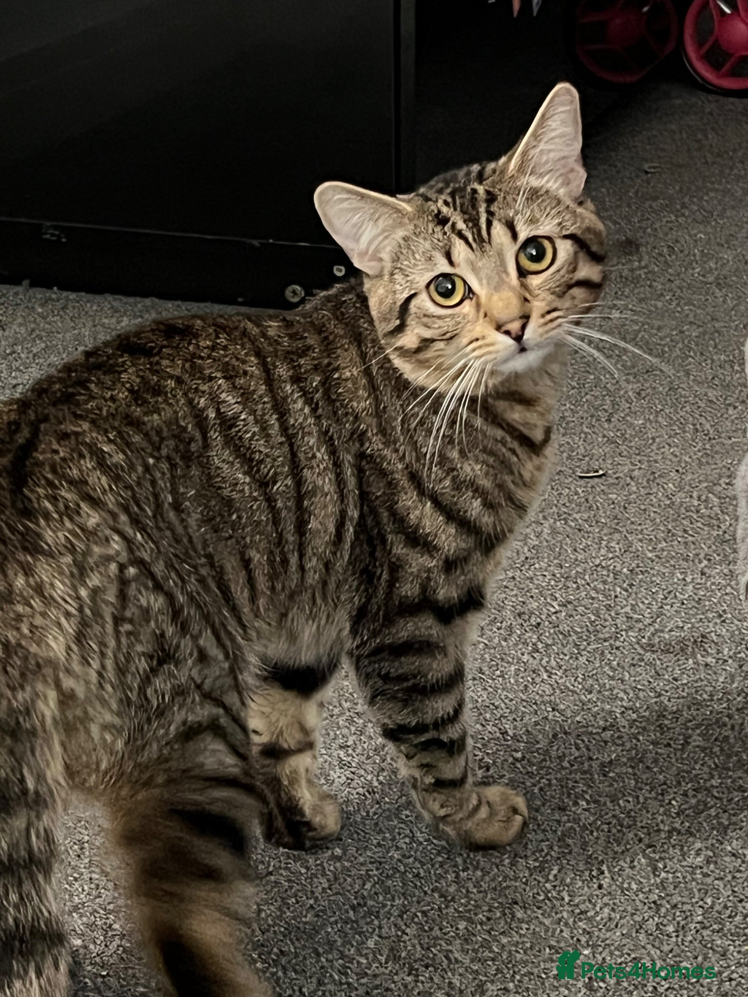 European cats Cat for adoption  - Advert 2