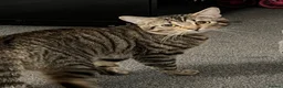 European cats for sale: Cat for adoption  - Advert 1