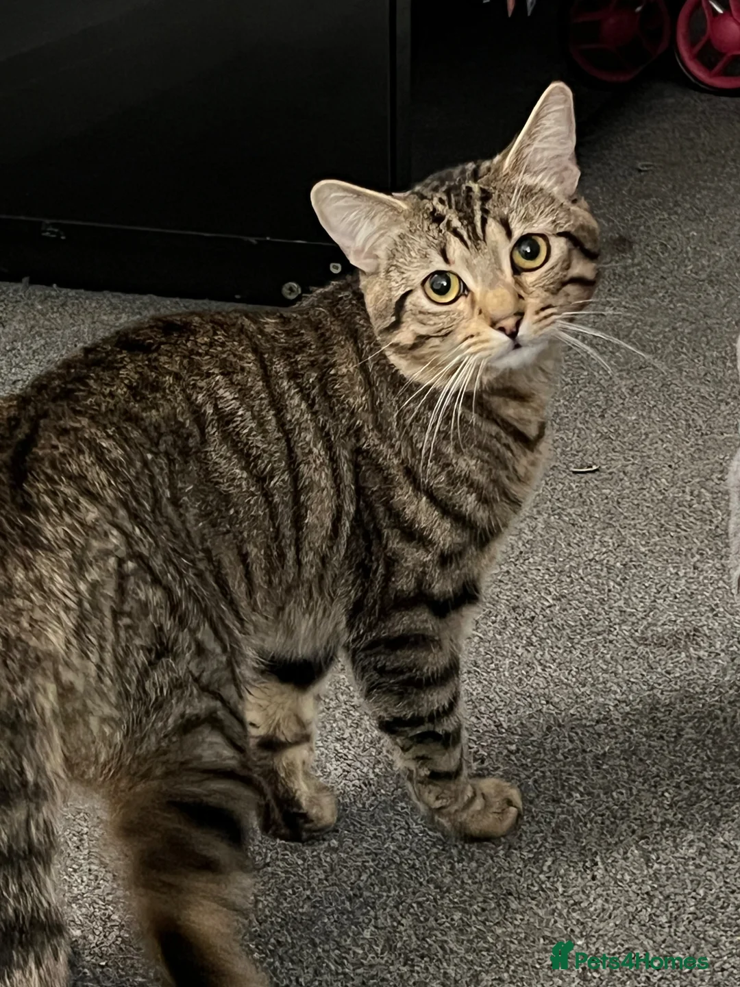 European cats for sale: Cat for adoption  - Advert 1