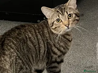 European cats Cat for adoption free - Advert 3