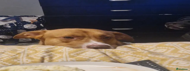 Simba