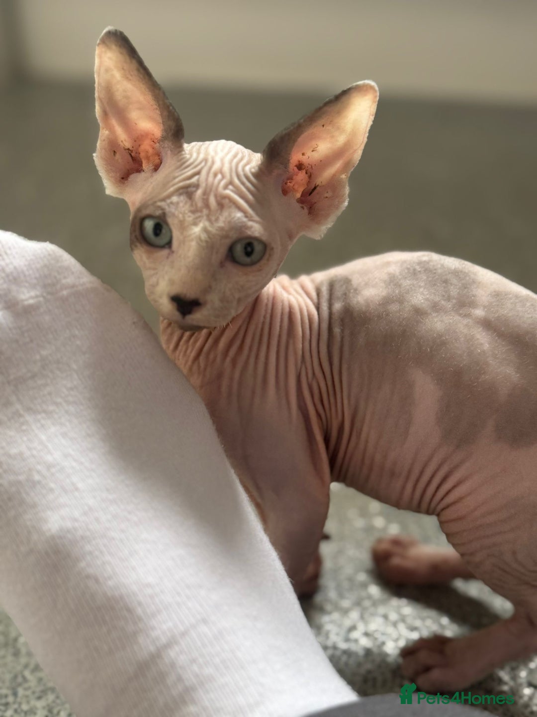 Sphynx cats for sale: Female sphynx cat 5 months old - Advert 14