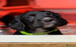 Cocker Spaniel dogs for sale: KC REG Cocker Spaniels - Image 17