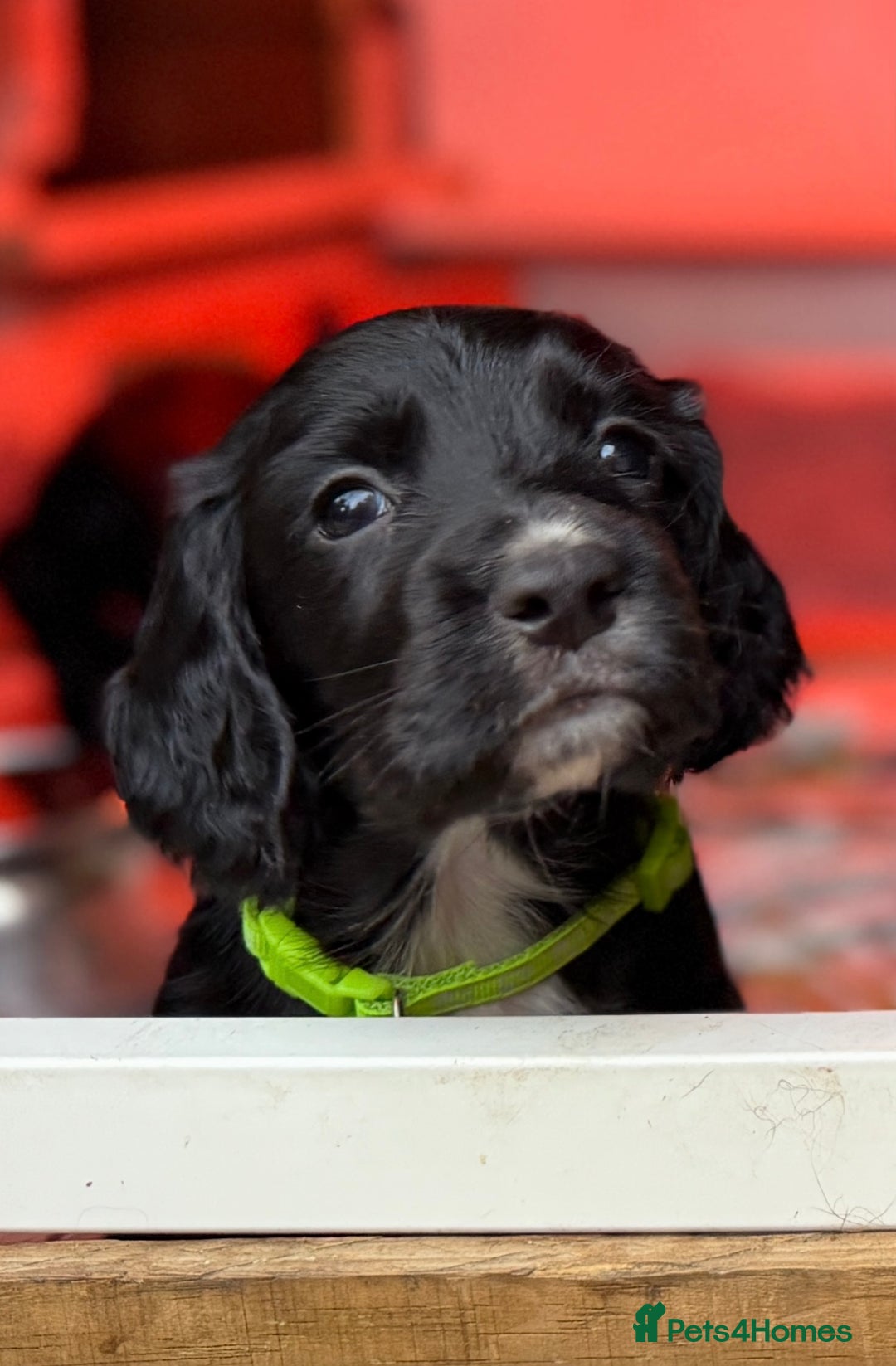 Cocker Spaniel dogs for sale: KC REG Cocker Spaniels - Image 17