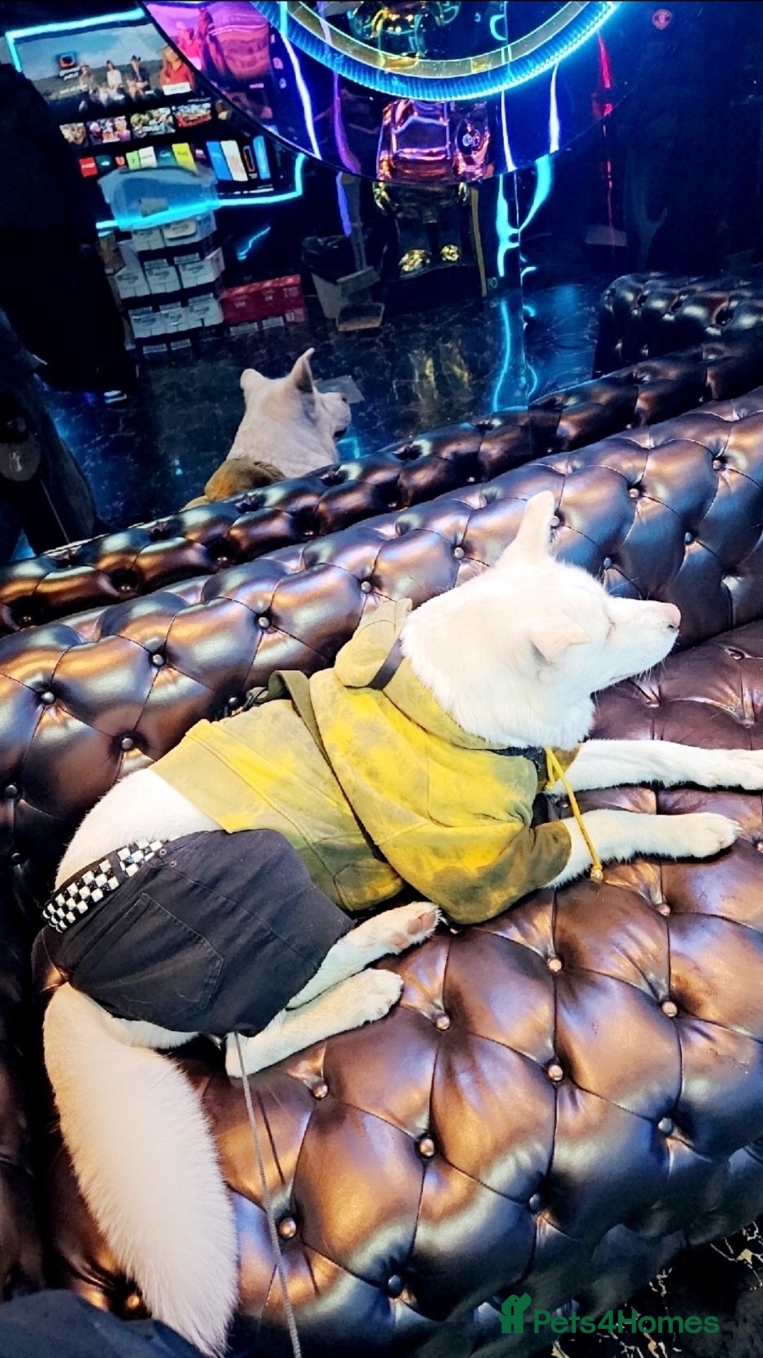 Akita dogs for sale: URGENT FREE ADOPTION  - Image 4
