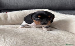 Miniature Dachshund dogs for sale: Adorable Miniature Dachshund Puppies  - Image 4