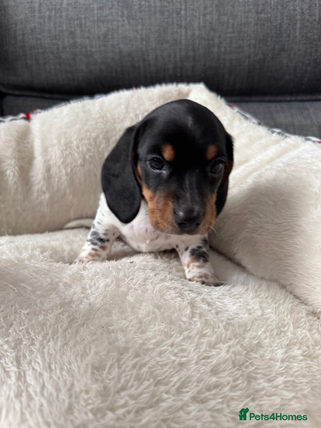 Miniature Dachshund dogs for sale: Adorable Miniature Dachshund Puppies  - Image 4
