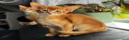Abyssinian cats for sale: Abyssinian kittens  - Advert 11