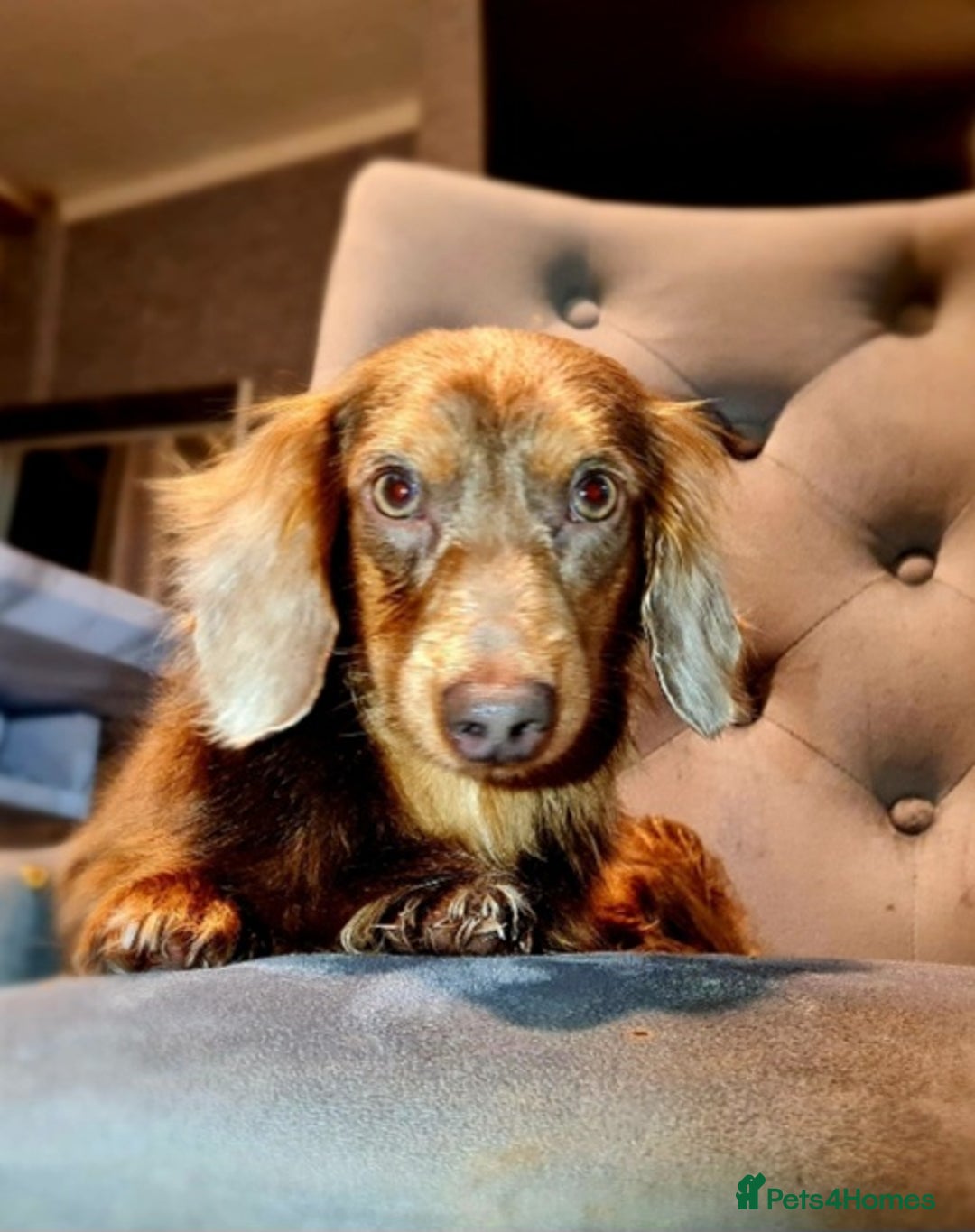 Miniature Dachshund dogs for sale: 🩵Miniature long haired Daschund boy🩵 - Advert 3