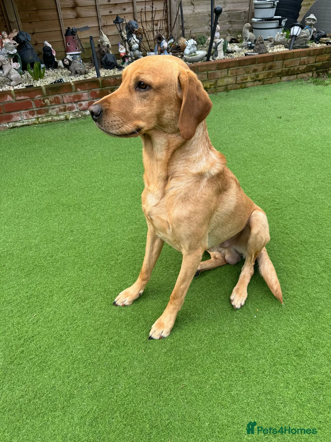 Labrador Retriever dogs for stud: PROVEN, KC REG,HEALTH TESTED LABRADOR FOR STUD in Havant - Advert 13