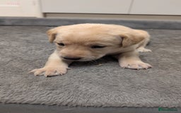 Labrador Retriever dogs for sale: Gorgeous Yellow Labrador Puppies - Image 3