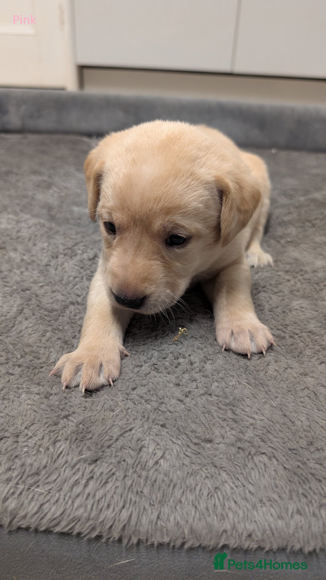 Labrador Retriever dogs for sale: Gorgeous Yellow Labrador Puppies - Image 3
