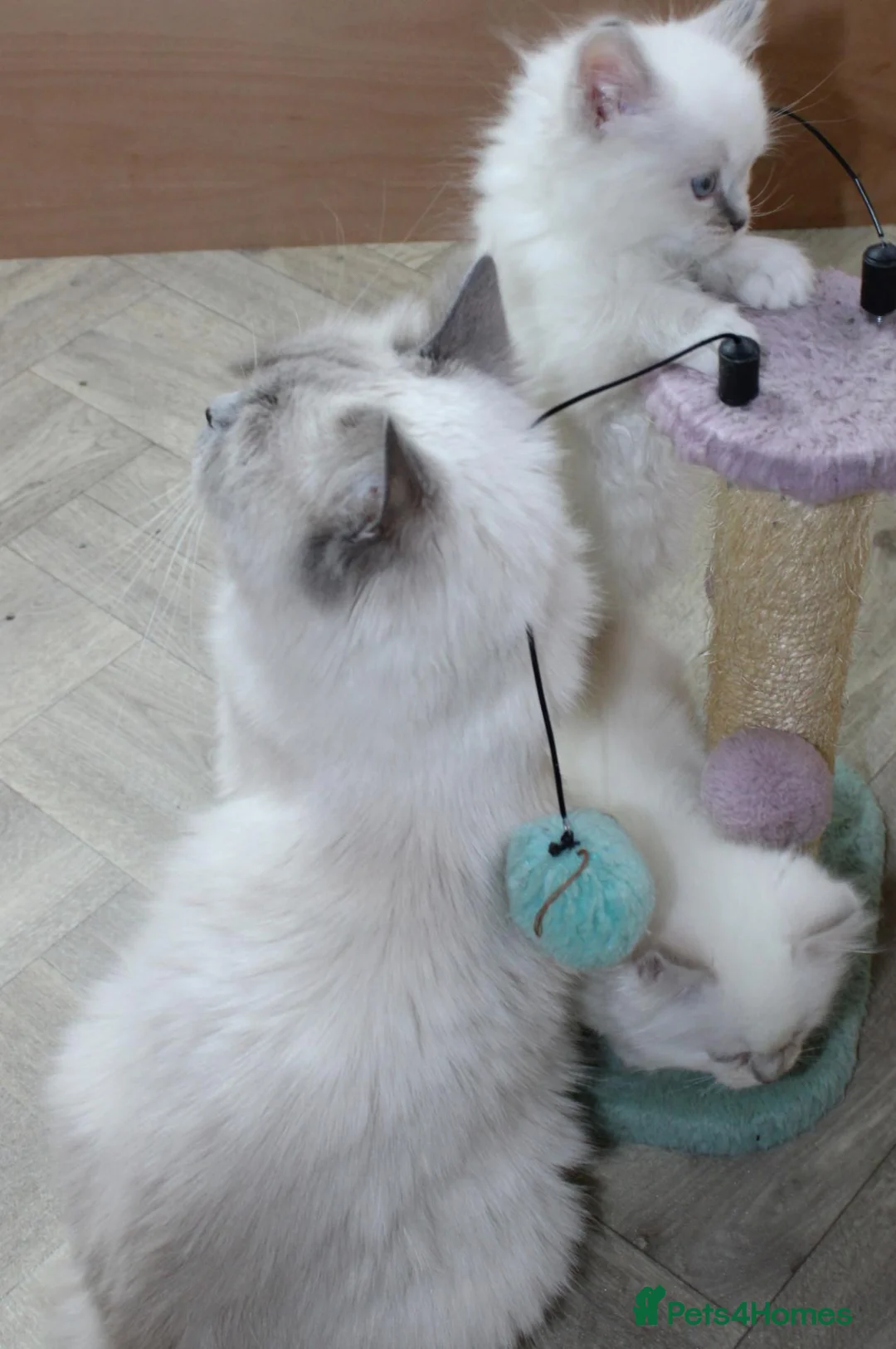 Ragdoll cats for sale: Ragdoll kittens  - Advert 2