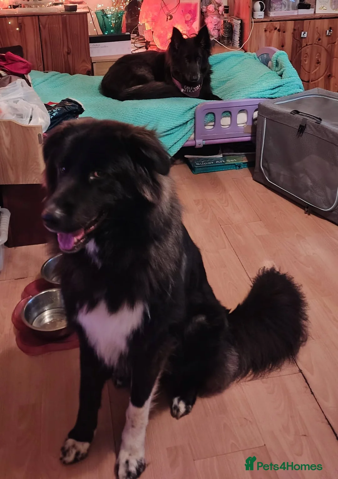 Caucasian Shepherd Dog dogs for sale: ***FERN RESCUE* 1 YR OLD CAUCASIAN SHEPARD in Glasgow - Advert 2