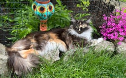 Maine Coon cats for sale: Maine Coon X  - Image 10