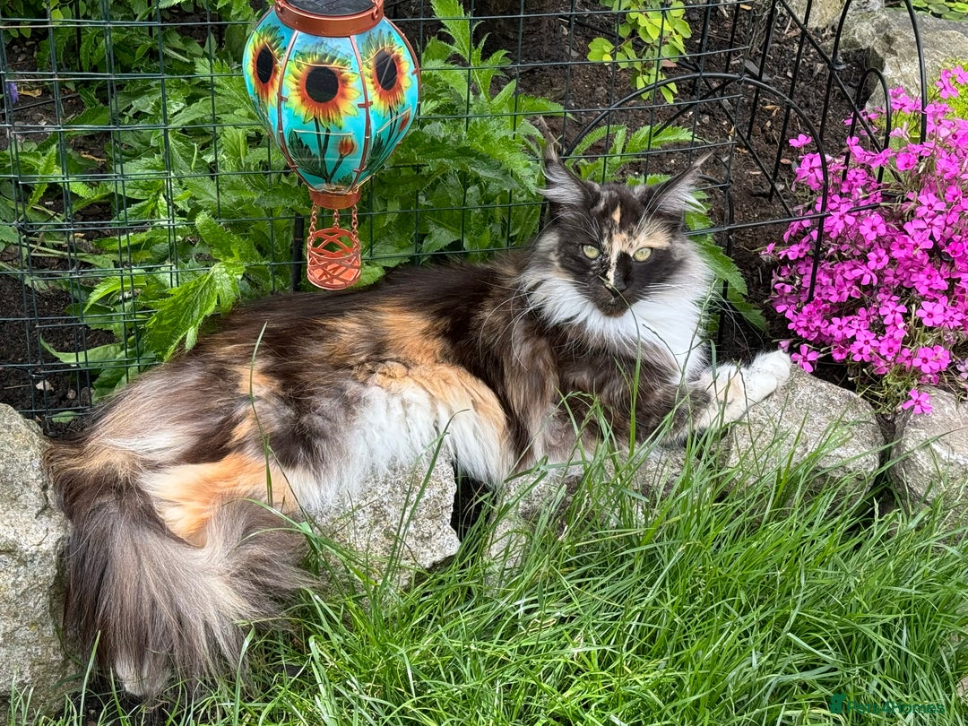 Maine Coon cats for sale: Maine Coon X  - Image 10