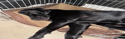 Mixed Breed dogs for stud: Labrador retriever mixed (advised Rottie/corso) in Portsmouth - Advert 4