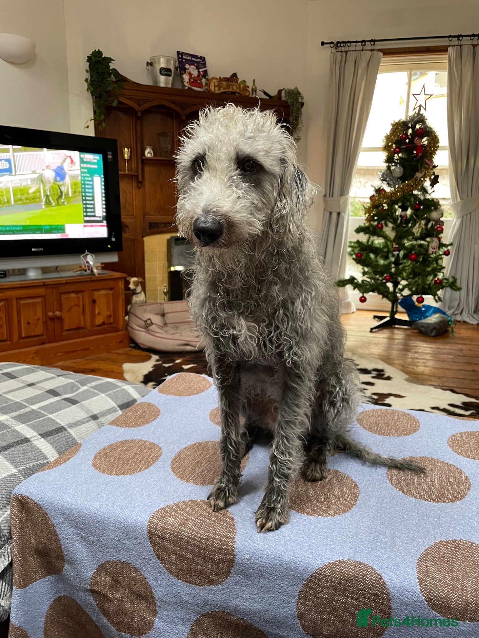 Bedlington Terrier dogs 3/4 Bedlington 1/4 Whippet proven stud dog - Advert 14