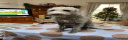 Bedlington Terrier dogs for stud: 3/4 Bedlington 1/4 Whippet proven stud dog - Advert 1