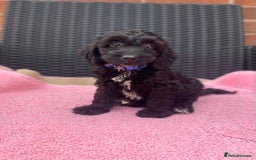 Cockapoo dogs for sale: 🐶❤️💙fully vaccinated cockapoos ready now 🐶❤️💙 - Image 5
