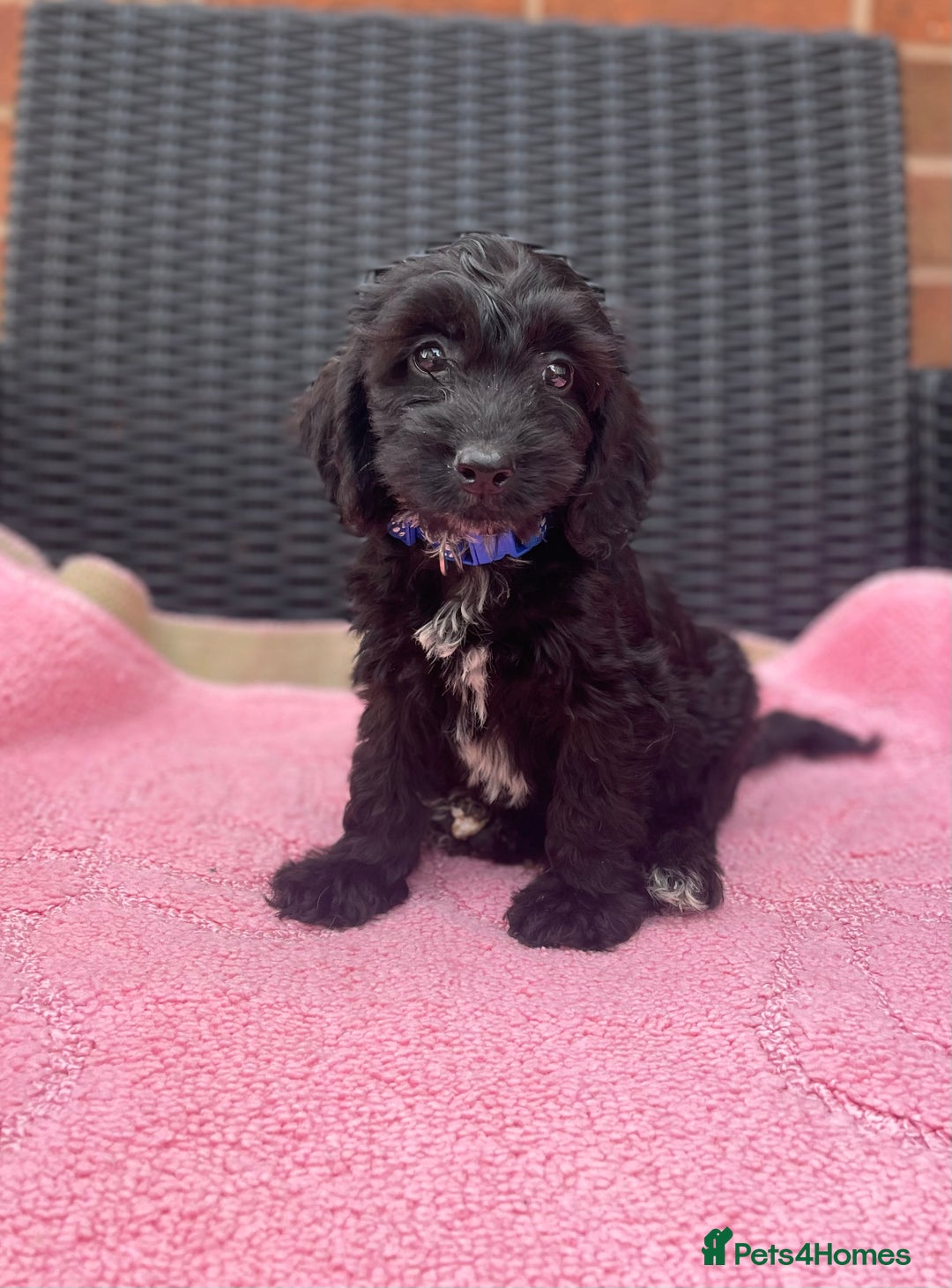 Cockapoo dogs for sale: 🐶❤️💙fully vaccinated cockapoos ready now 🐶❤️💙 - Image 5