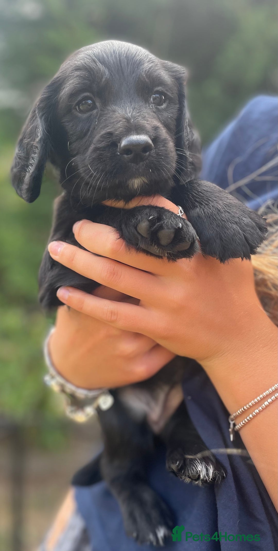 Sprocker dogs for sale: Adorable sprockers  - Image 22