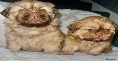 Shih Tzu dogs - Advert 15