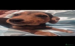 Jack Russell dogs for sale: Black and Tan Jack Russell Boy.  - Image 1
