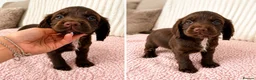 Mixed Breed dogs for sale: Female Sprocker Puppy - Advert 2
