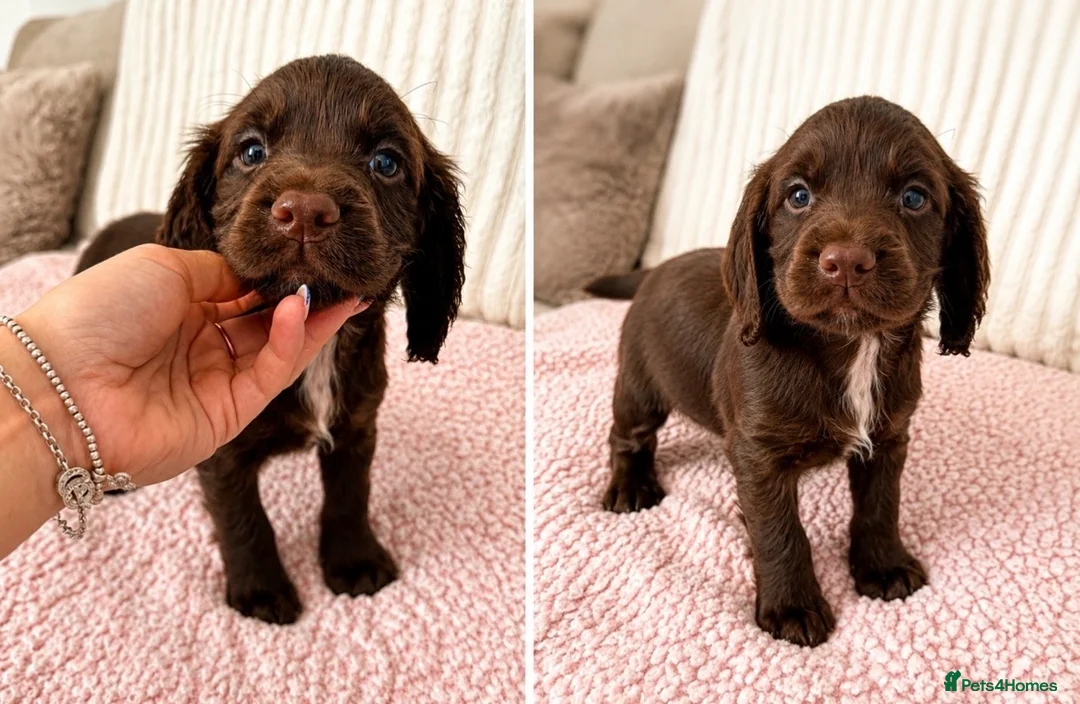 Mixed Breed dogs for sale: Female Sprocker Puppy - Advert 2