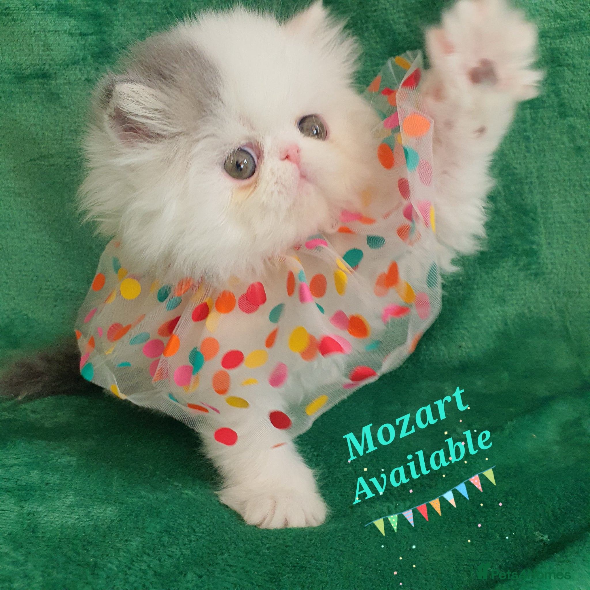 Persian cats GCCF pure breed Persian Kittens 😸  - Advert 2