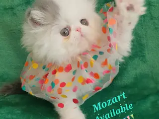 Persian cats GCCF pure breed Persian Kittens 😸 - Advert 12