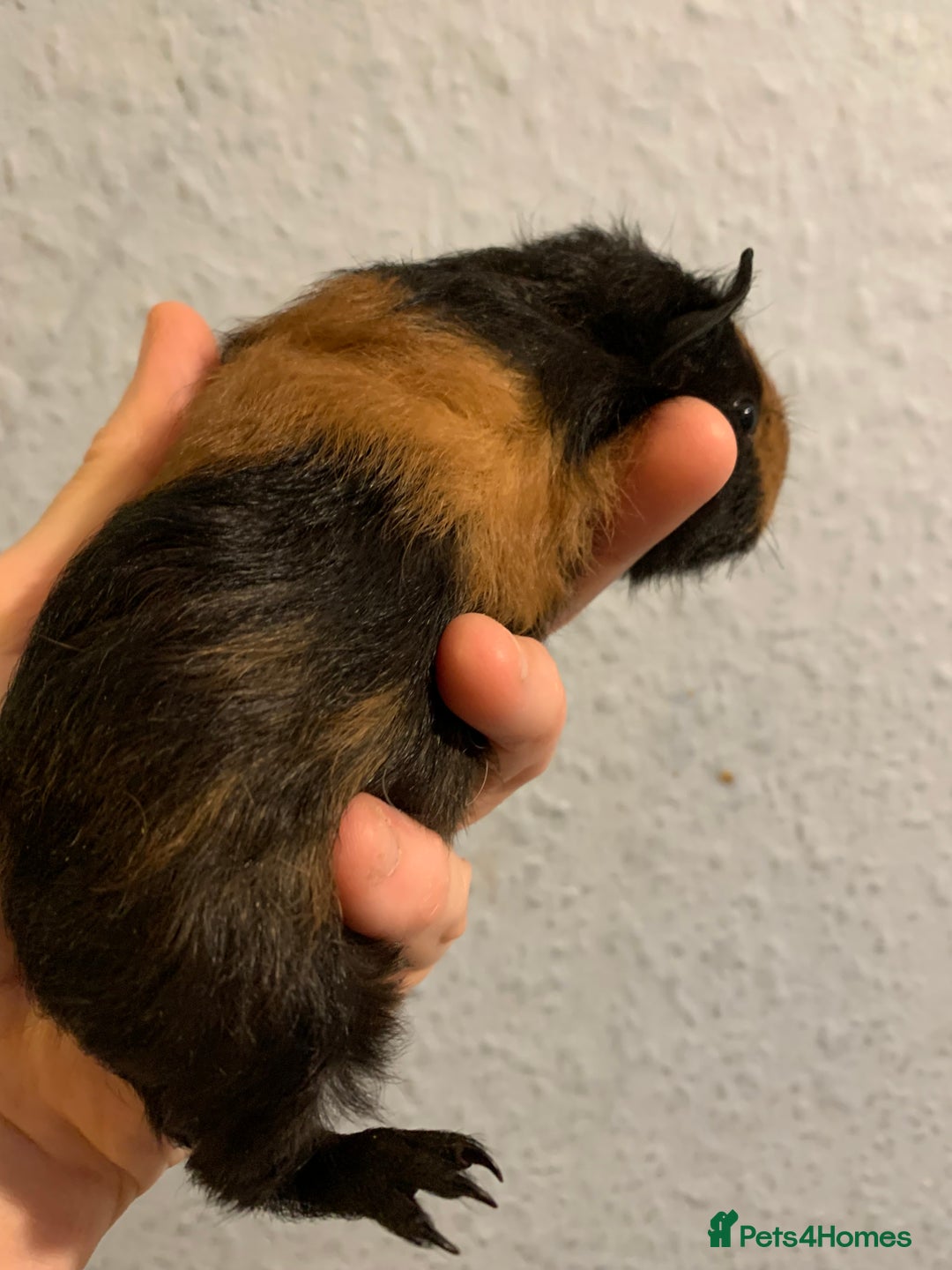 Guinea Pig rodents for sale: Skinny pigs and Skinny Pig Carriers - Advert 10
