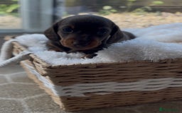 Miniature Dachshund dogs for sale: 3 KC REGISTERED MINIATURE DASCHUN PUPPIES! - Image 2