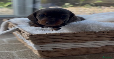 Miniature Dachshund dogs - Advert 10