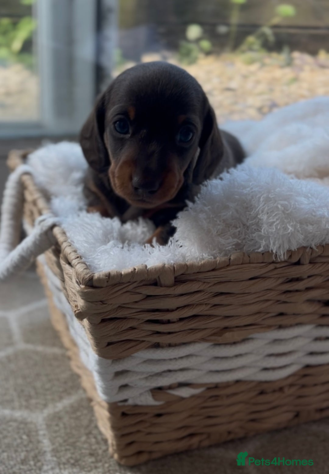Miniature Dachshund dogs for sale: 3 KC REGISTERED MINIATURE DASCHUN PUPPIES! - Image 2