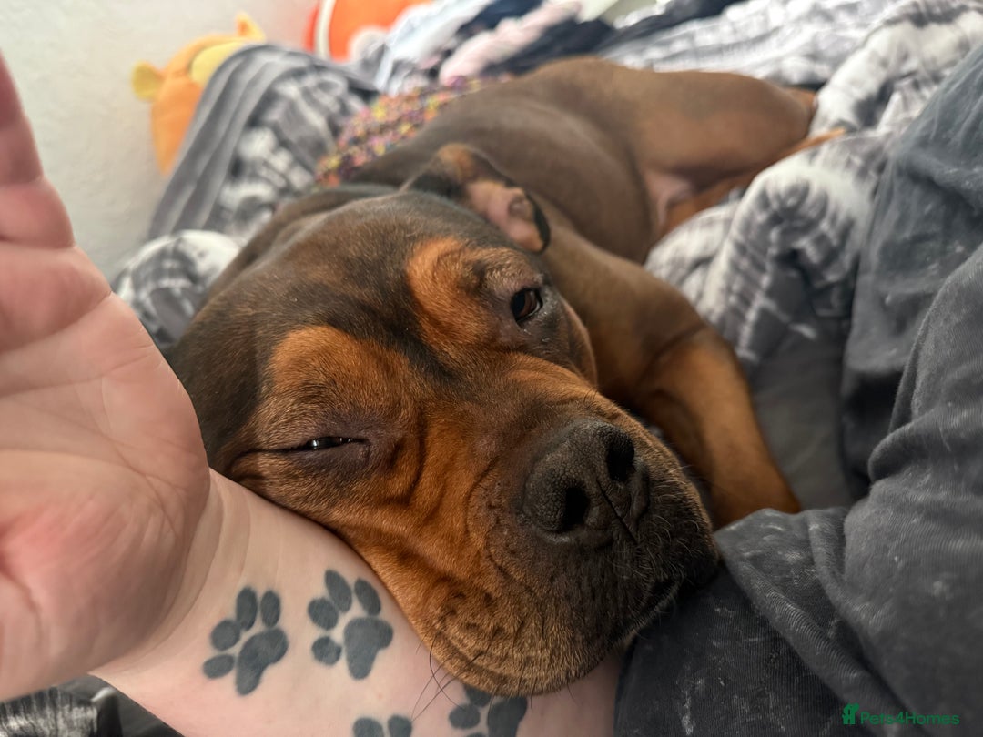 Mixed Breed dogs for sale: Pocket Bully Cross - Image 4