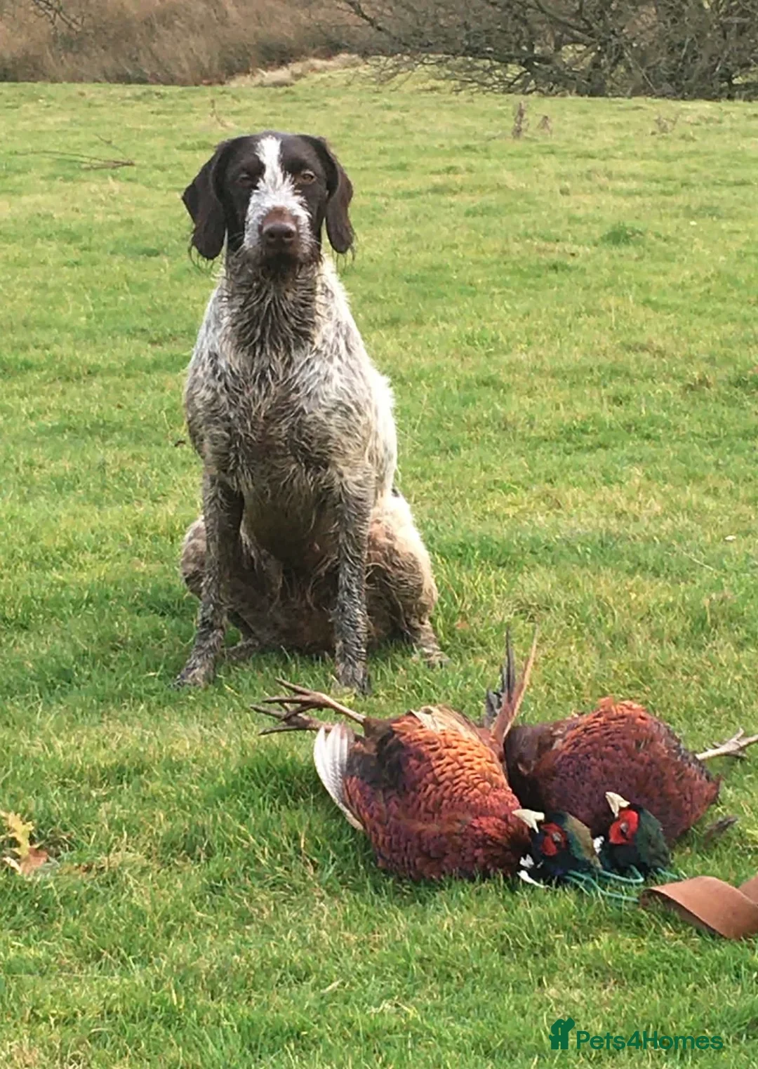 German Wirehaired Pointer dogs for sale: Family dog  - Advert 4
