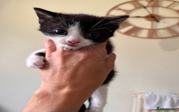 British Longhair cats for sale: Beautiful fluffy kitten’s - Image 7