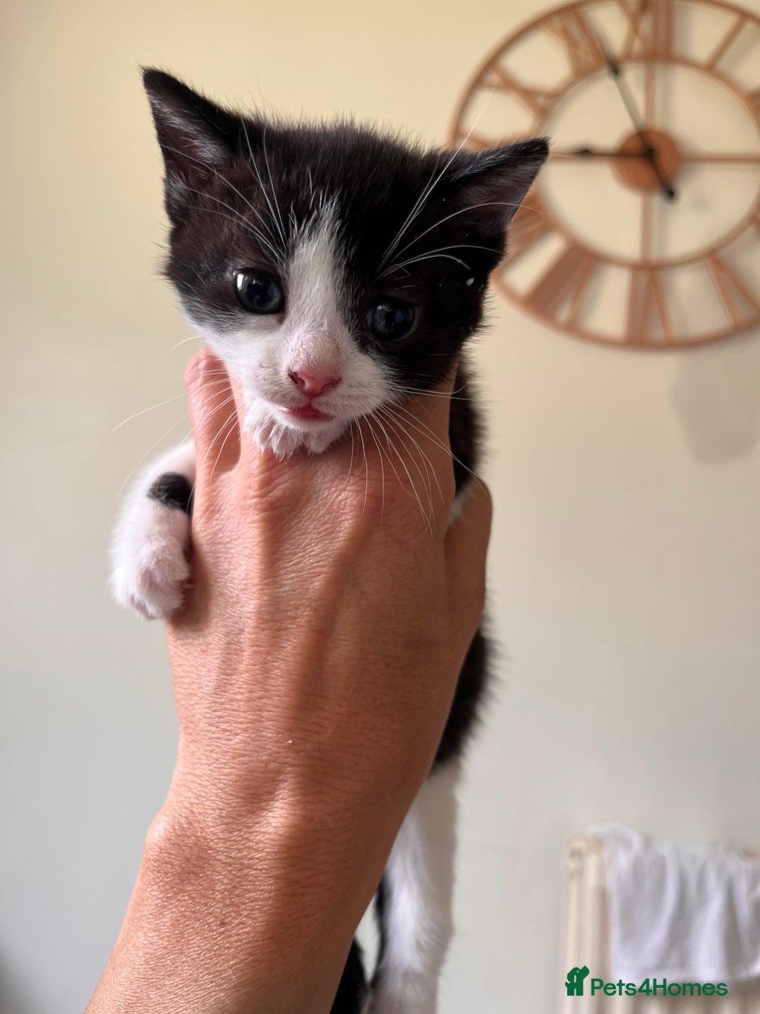 British Longhair cats for sale: Beautiful fluffy kitten’s - Image 7