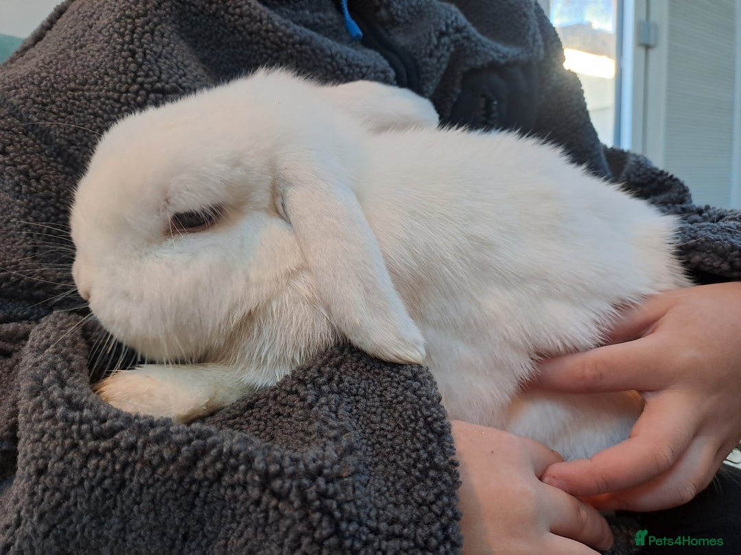 Mini Lop rabbits for sale: Male (Neutered) & Female Mini Lops (Very friendly) - Advert 5