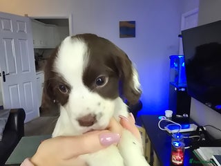 Cocker Spaniel dogs Stunning working cocker spaniel pups - Advert 3